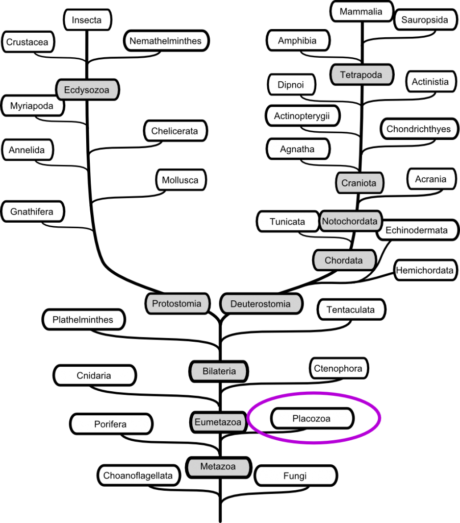 from Kleine/Rossmanith Hormone und Hormonsystem, Springer 2014