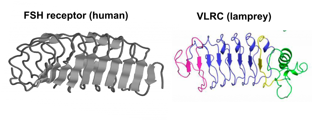 leucin-rich repeats